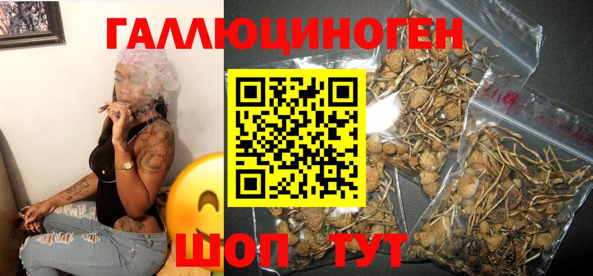 Галлюциногенные грибы Psilocybine cubensis Киселёвск